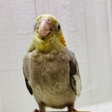 最新画像有ります❗️当店生まれ🎉🎉元気いっぱいオカメインコ怪獣です‼️