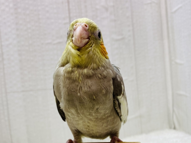 最新画像有ります❗️当店生まれ🎉🎉元気いっぱいオカメインコ怪獣です‼️