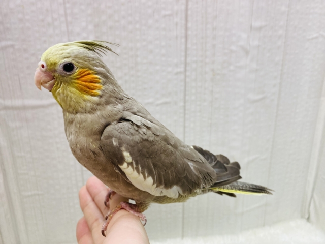 オカメインコ