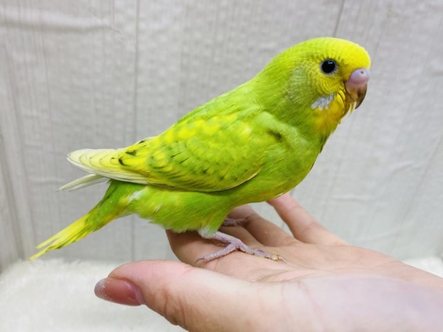 セキセイインコ