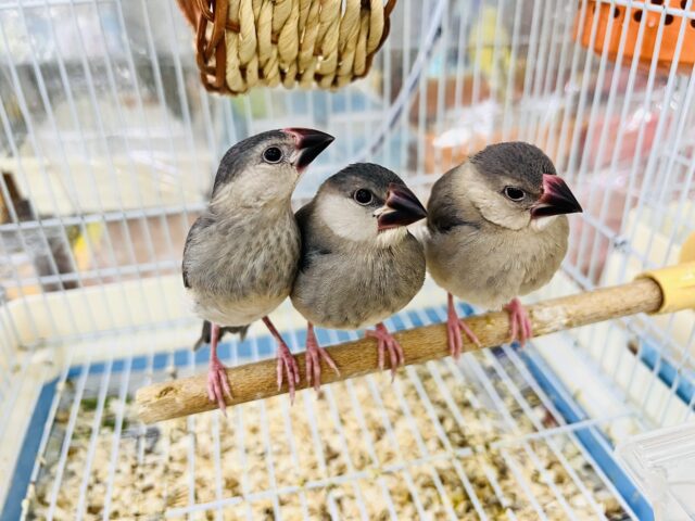 ■■■ 文鳥 ■■■