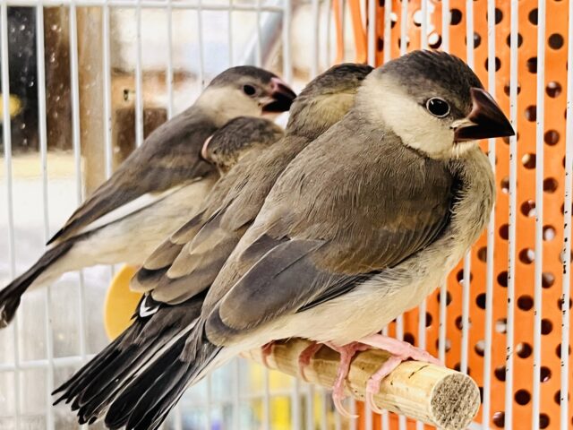 ■■■ 文鳥 ■■■