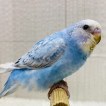 最新画像有ります❗️クールビューティ✨セキセイインコブルースパングルの登場です‼️