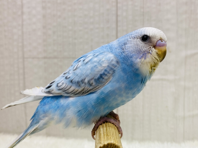 最新画像有ります❗️クールビューティ✨セキセイインコブルースパングルの登場です‼️