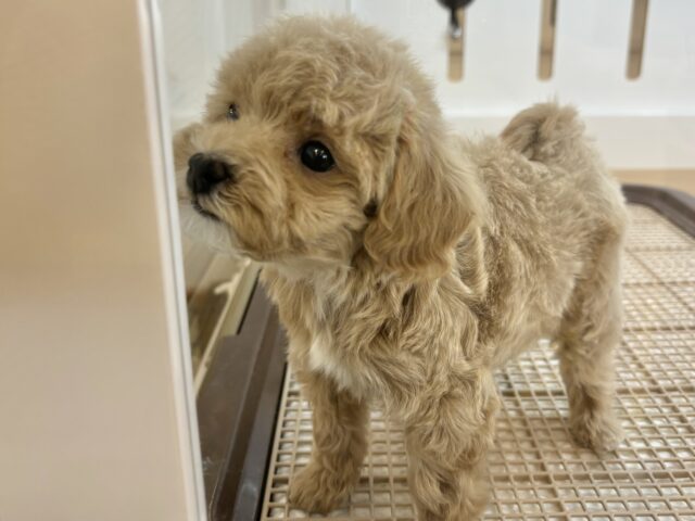 スルーできる強者はいな〜い♡マルプーちゃん! マルプー