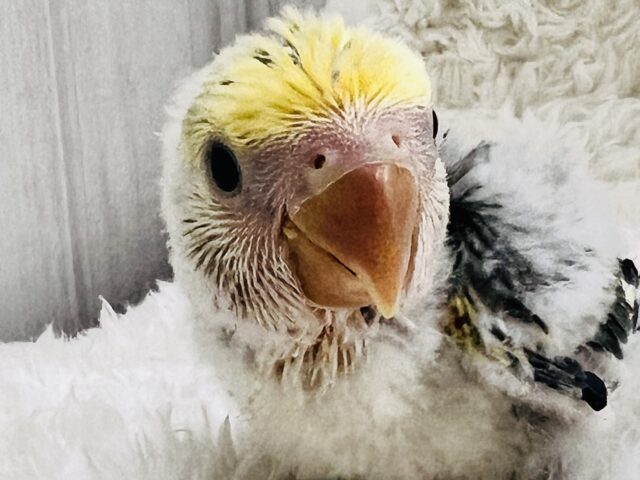 コザクラインコ（小桜インコ）