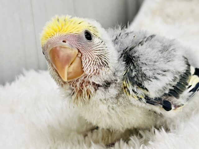 シックなスーツで登場‼︎小桜インコ（モーブパイド）