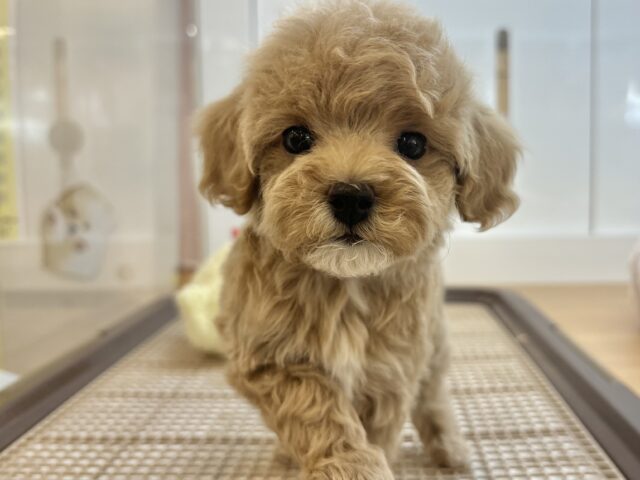 スルーできる強者はいな〜い♡マルプーちゃん！