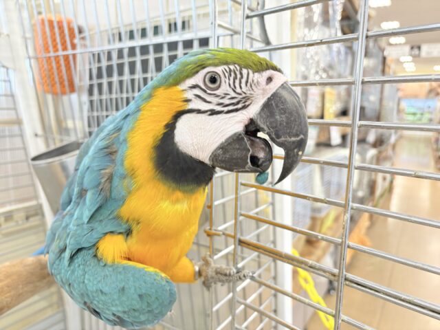 ルリコンゴウインコ