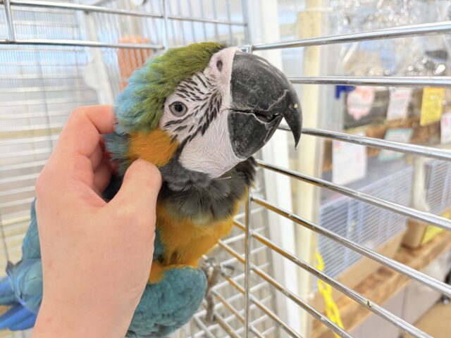 ルリコンゴウインコ