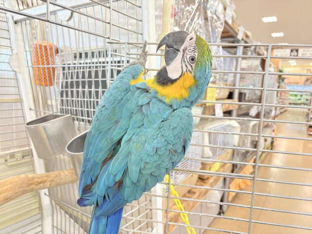 ルリコンゴウインコ