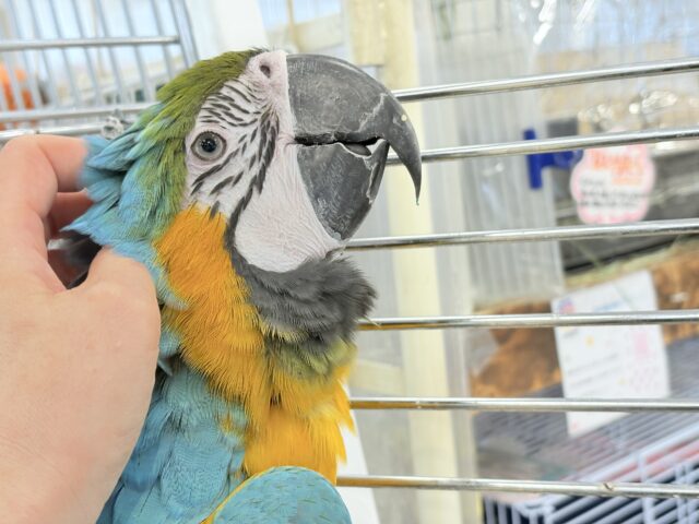 ルリコンゴウインコ