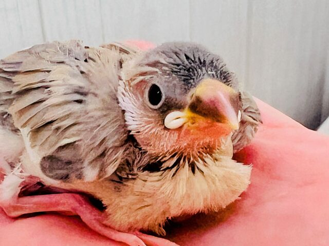 衝撃の再々入舎‼︎アゲイト文鳥の雛♡