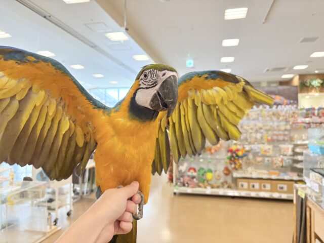 ルリコンゴウインコ