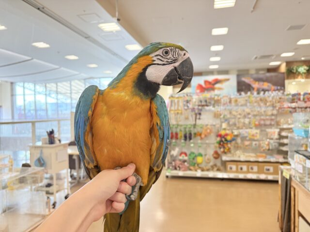 ルリコンゴウインコ