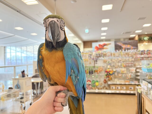 ルリコンゴウインコ
