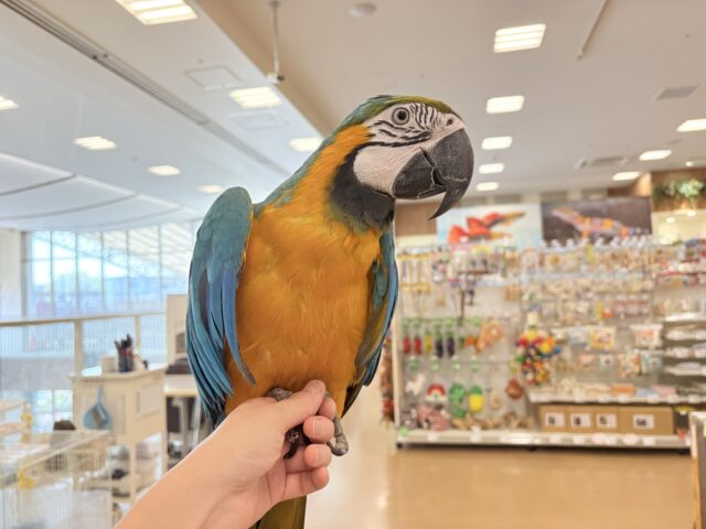 ルリコンゴウインコ