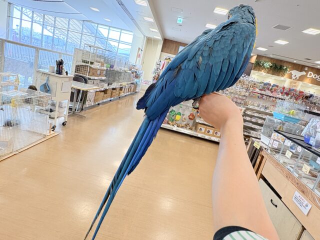 ルリコンゴウインコ