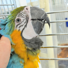 【最新画像更新🪄】👑初入舎👑鮮やか瑠璃色に魅せられる♡ルリコンゴウインコ(女の子)