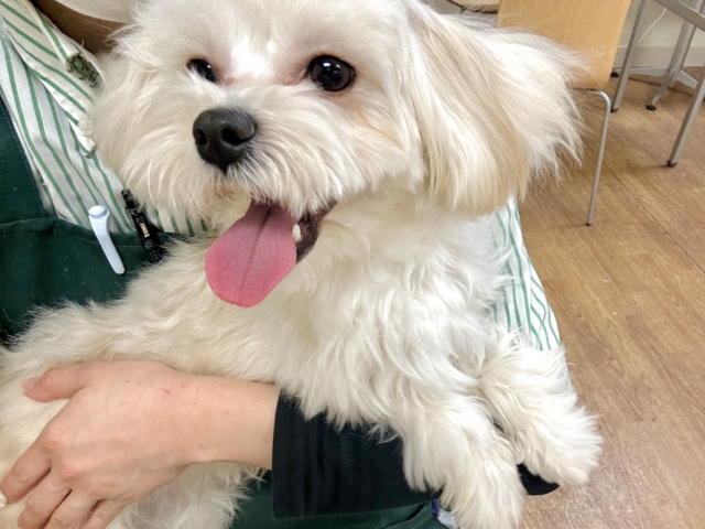 たくさんかまって⑅︎ᩥ𞄵•ܸ · •ܸ⑅︎ᩥ𞄵マルプー男の子