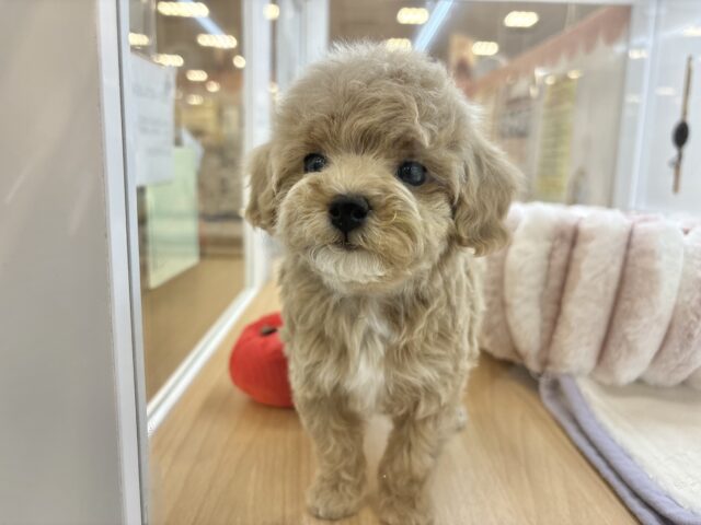 スルーできる強者はいな〜い♡マルプーちゃん! マルプー