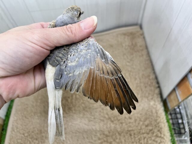 マニアック〜な🕊️激レア鳩✨うすゆき鳩の雛の入舎です!! ウスユキバト