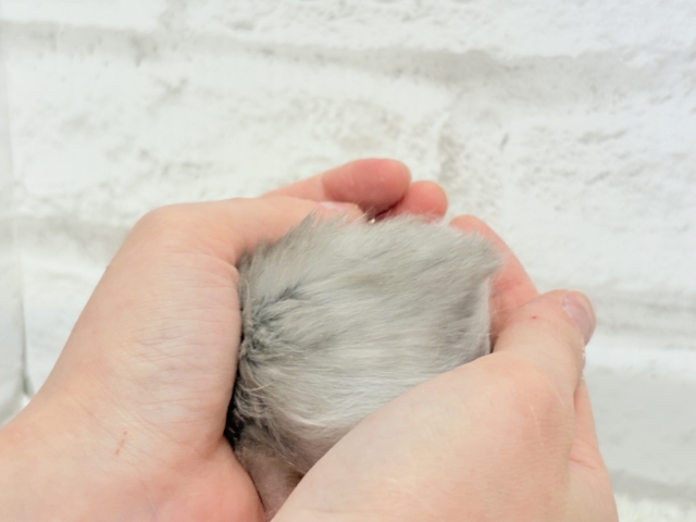 ゴールデンハムスター