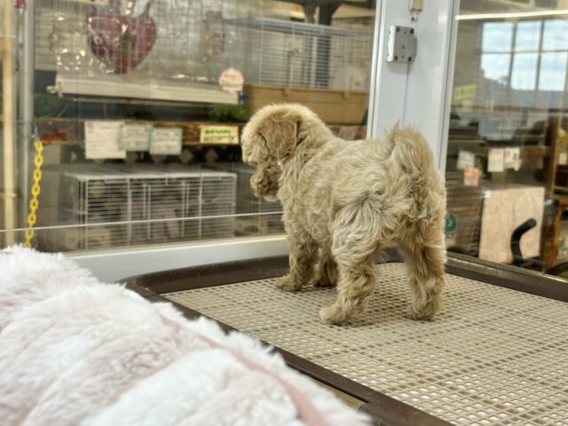 スルーできる強者はいな〜い♡マルプーちゃん! マルプー