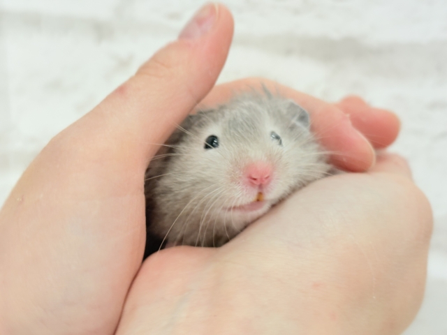 ゴールデンハムスター