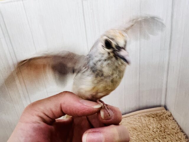 マニアック〜な🕊️激レア鳩✨うすゆき鳩の雛の入舎です!! ウスユキバト