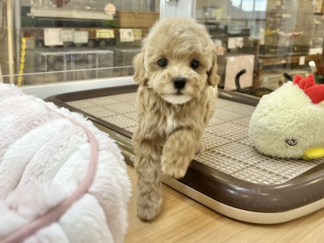 スルーできる強者はいな〜い♡マルプーちゃん! マルプー