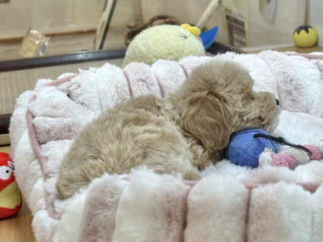 スルーできる強者はいな〜い♡マルプーちゃん! マルプー