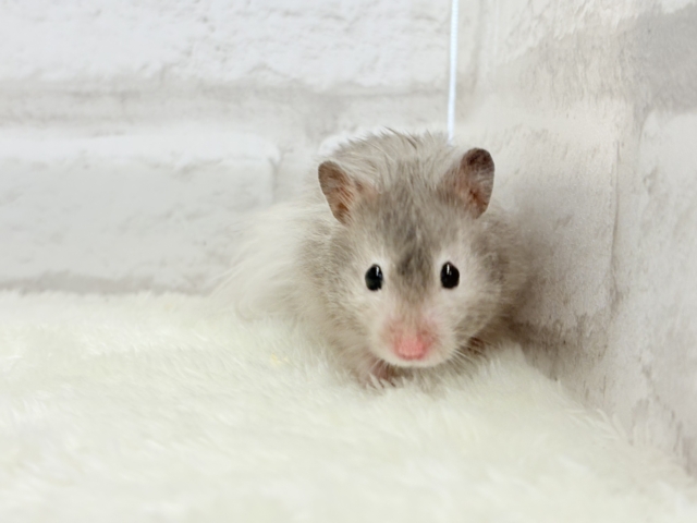 ゴールデンハムスター