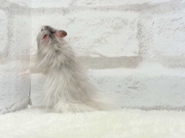 ゴールデンハムスター