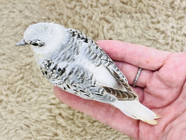 マニアック〜な🕊️激レア鳩✨うすゆき鳩の雛の入舎です!! ウスユキバト