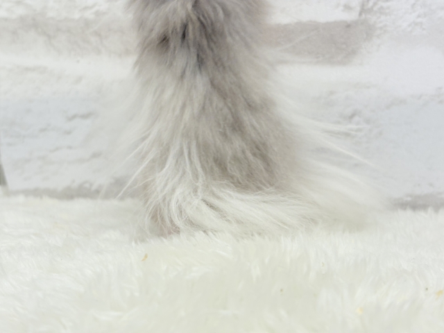 ゴールデンハムスター