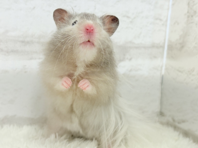 ゴールデンハムスター