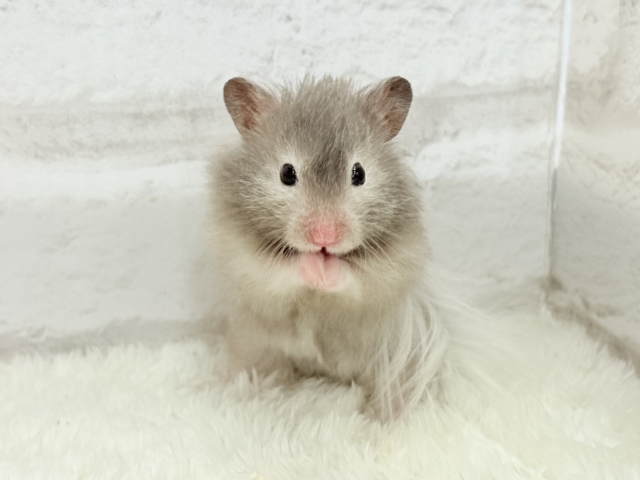 ゴールデンハムスター