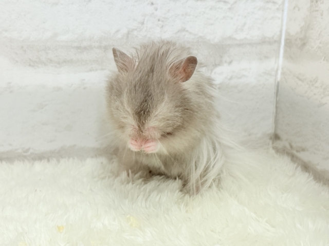 ゴールデンハムスター