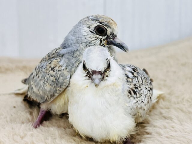 マニアック〜な🕊️激レア鳩✨うすゆき鳩の雛の入舎です!! ウスユキバト
