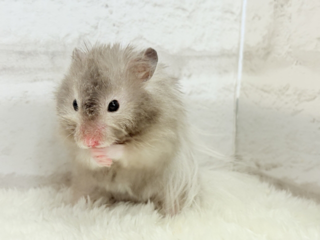 ゴールデンハムスター