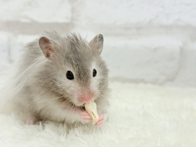 ゴールデンハムスター