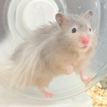 【最新画像更新🪄】ひょっこりボーイ‪☆セーブルハムスター(男の子)