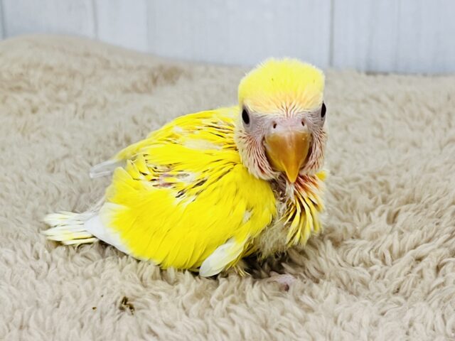 コザクラインコ（小桜インコ）