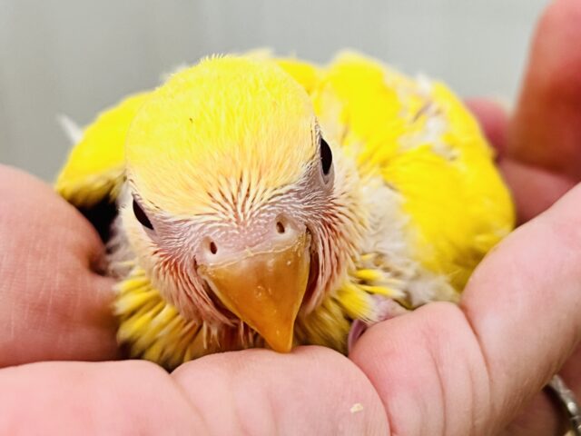 ﾋﾟｶﾋﾟｶ✨まぶしいほど黄色‼︎💛小桜インコのルチノー入舎です！
