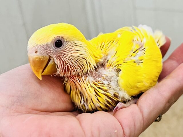 ピカピカ✨まぶしいほど黄色‼︎💛小桜インコのルチノー入舎です! コザクラインコ(小桜インコ)