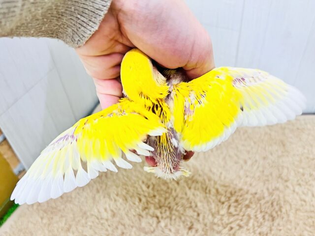 ピカピカ✨まぶしいほど黄色‼︎💛小桜インコのルチノー入舎です! コザクラインコ(小桜インコ)