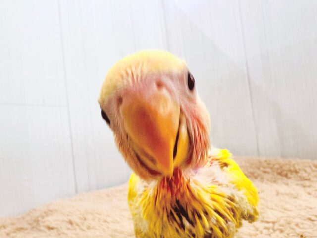 コザクラインコ（小桜インコ）