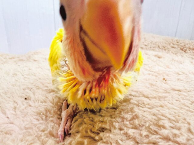 ピカピカ✨まぶしいほど黄色‼︎💛小桜インコのルチノー入舎です! コザクラインコ(小桜インコ)