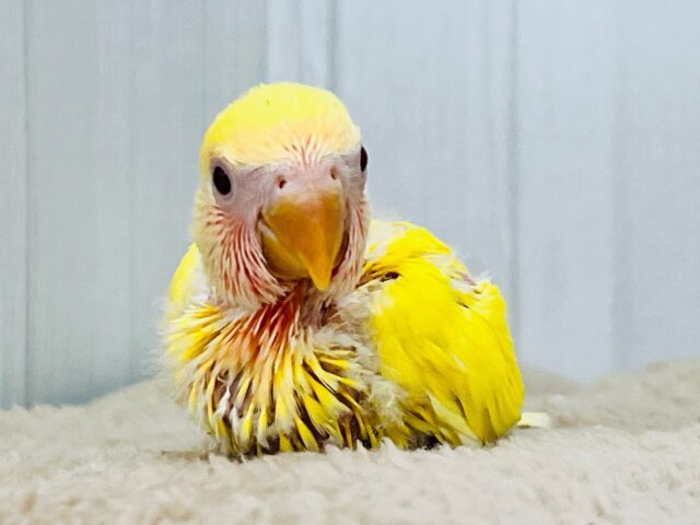 コザクラインコ（小桜インコ）